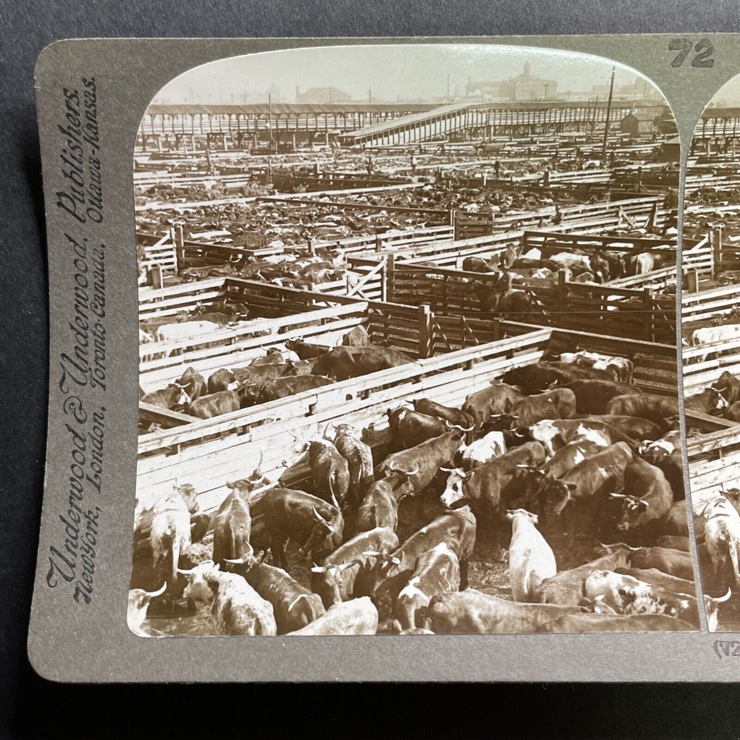 Antique 1905 Huge Cattle Stockyard Chicago Illinois Stereoview Photo Card P1789