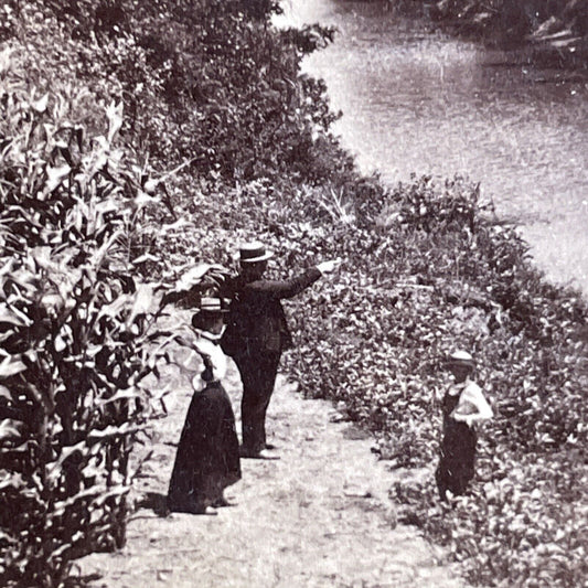 Antique 1890s Corn Field In Wisconsin Farmland Stereoview Photo Card P1556