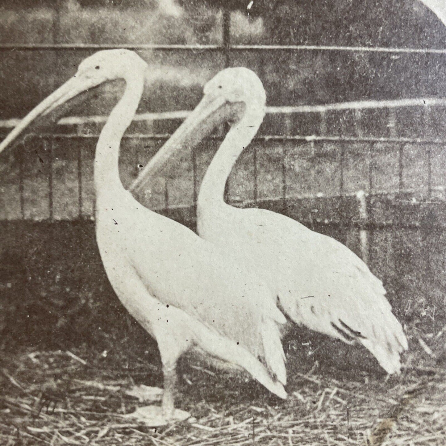 Antique 1870s Pelicans In Zoo In Rochester New York Stereoview Photo Card P4065