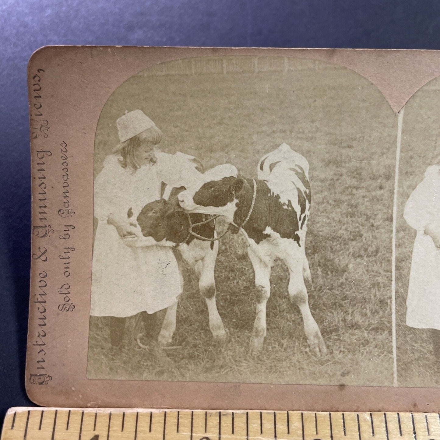 Antique 1880s Child Feeds Her Prized Calves Stereoview Photo Card P4044