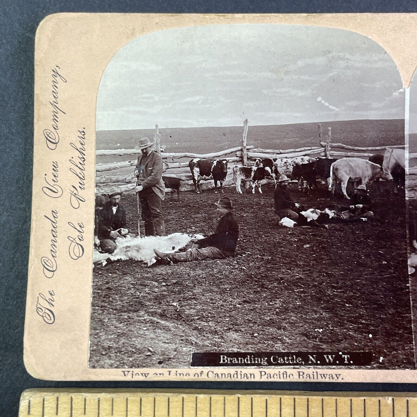 Cattle Branding in North West Territories Stereoview CPR Rail Views c1899 Y2117