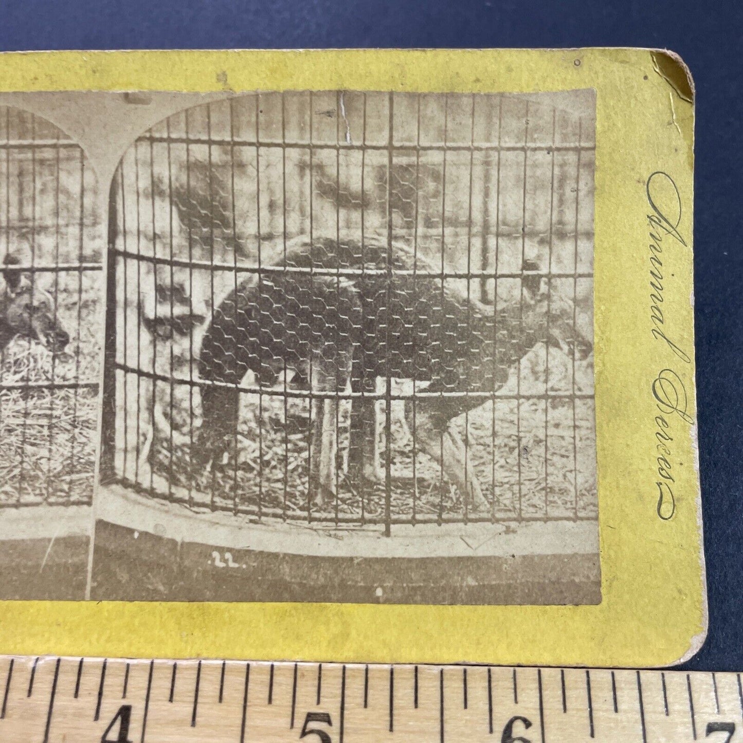 Antique 1870s Red Kangaroo At Circus In Rochester Stereoview Photo Card P4082