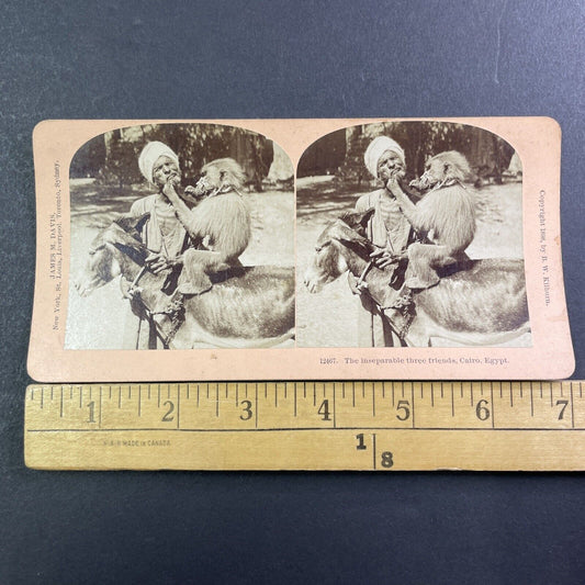 Muzzled Monkey Grabs Old Man's Beard Stereoview India Antique c1898 X2471