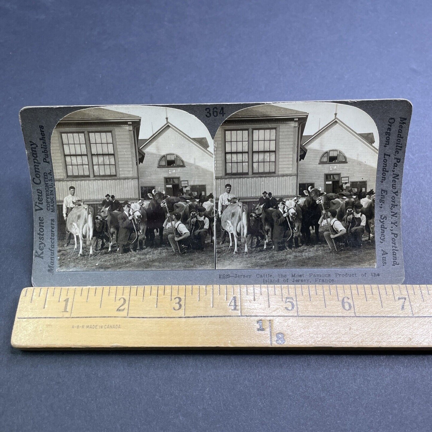 Antique 1905 CNE Canadian National Exhibition Cattle Stereoview Photo Card P1941