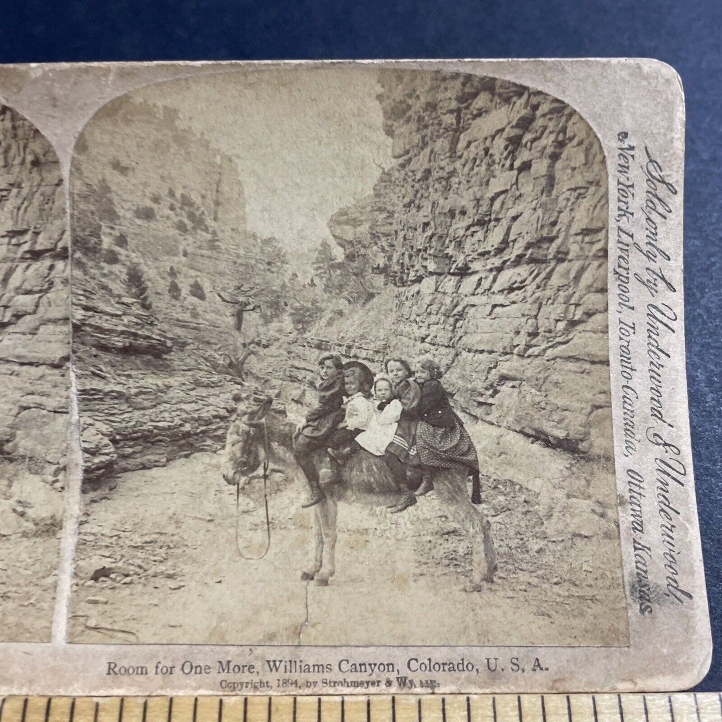 Antique 1894 Williams Canyon Colorado Donkey Ride Stereoview Photo Card P5218