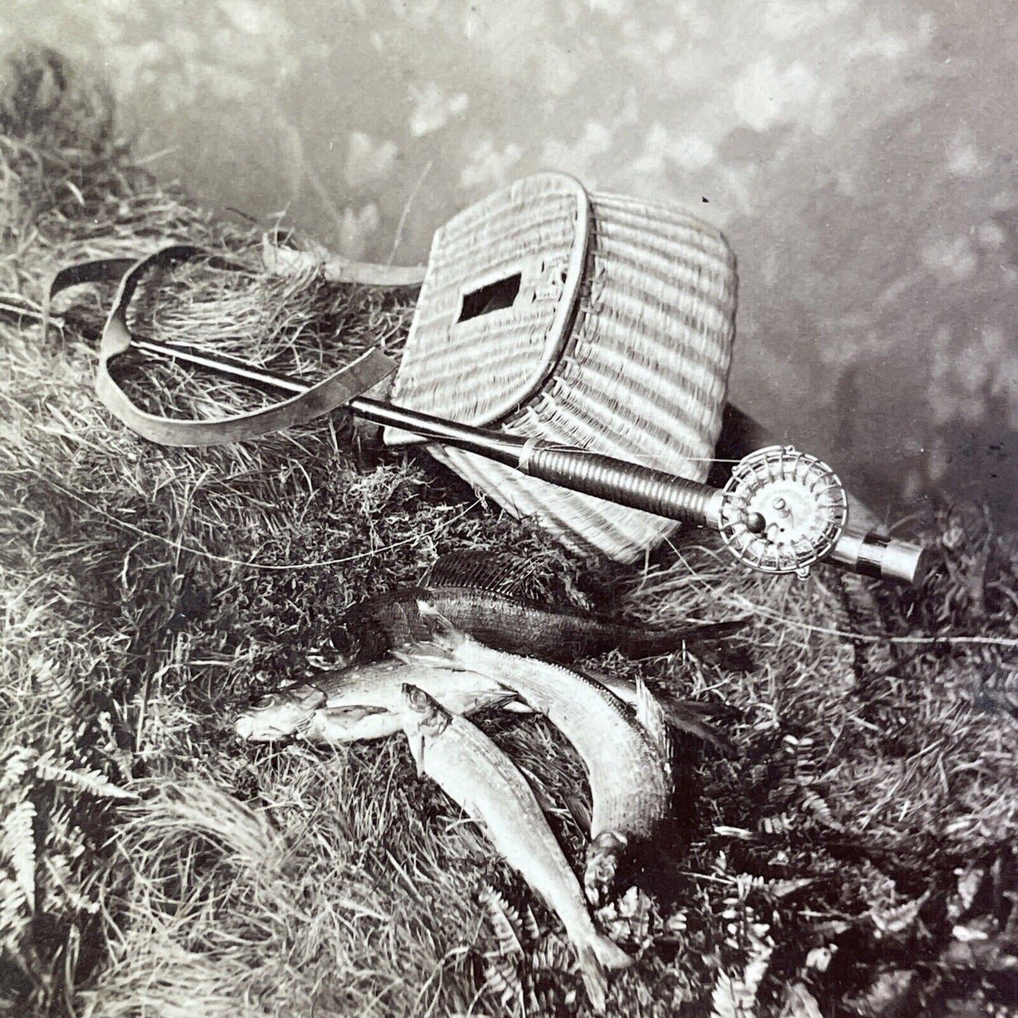 Grayling Fish and Fishing Rod Stereoview Toledo Ohio North & Oswald c1880 Y2254