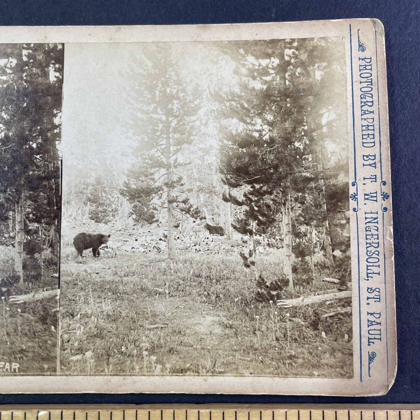 Two Black Bear Yellowstone Wyoming Stereoview T.W. Ingersoll Antique c1888 Y1329