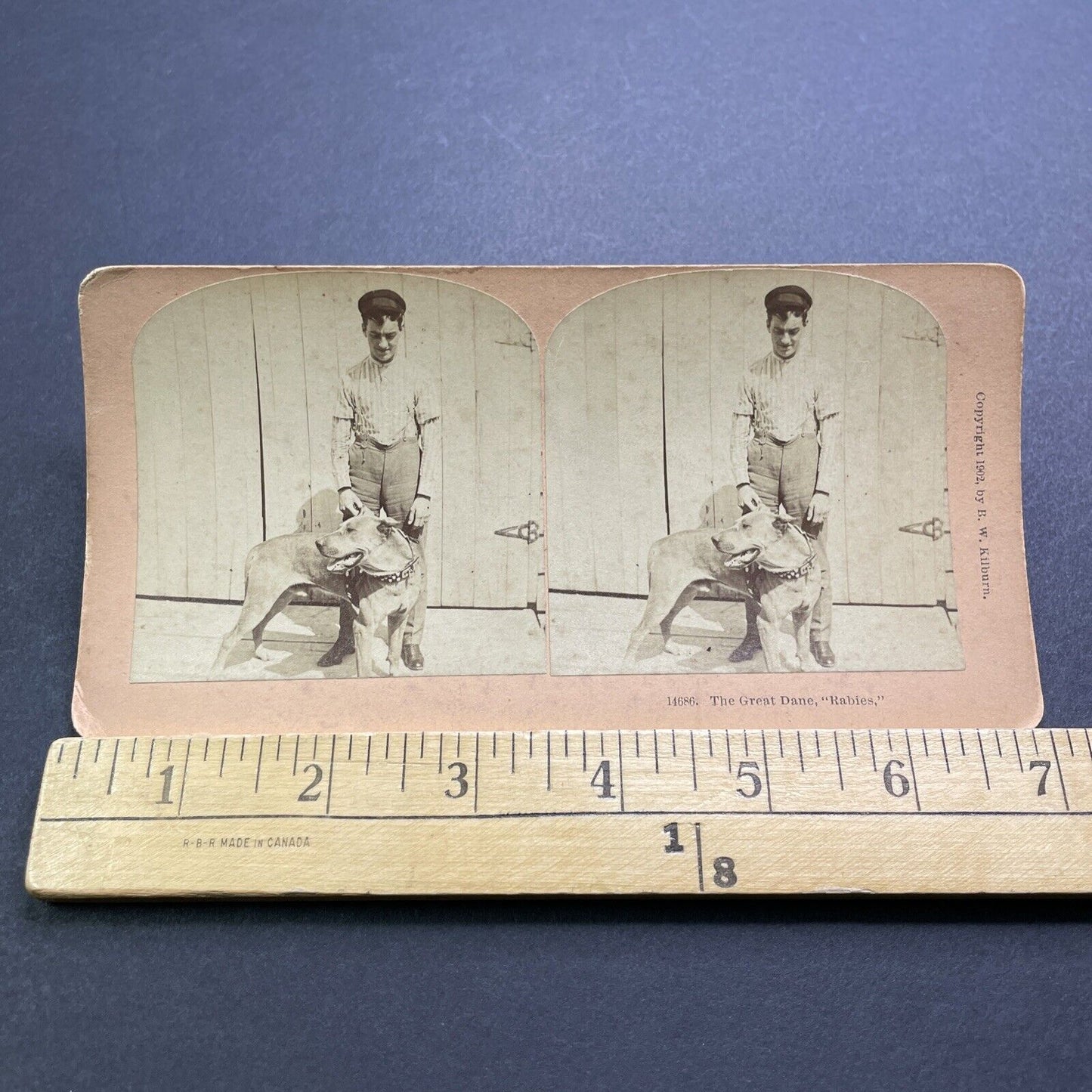 Antique 1902 Man With Pitbull Studded Collar Stereoview Photo Card V3600