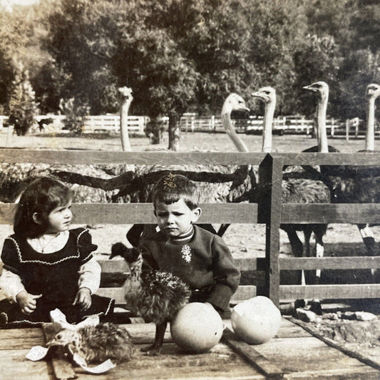 Antique 1910s Cawston Ostrich Farm Pasadena CA Stereoview Photo Card P3594