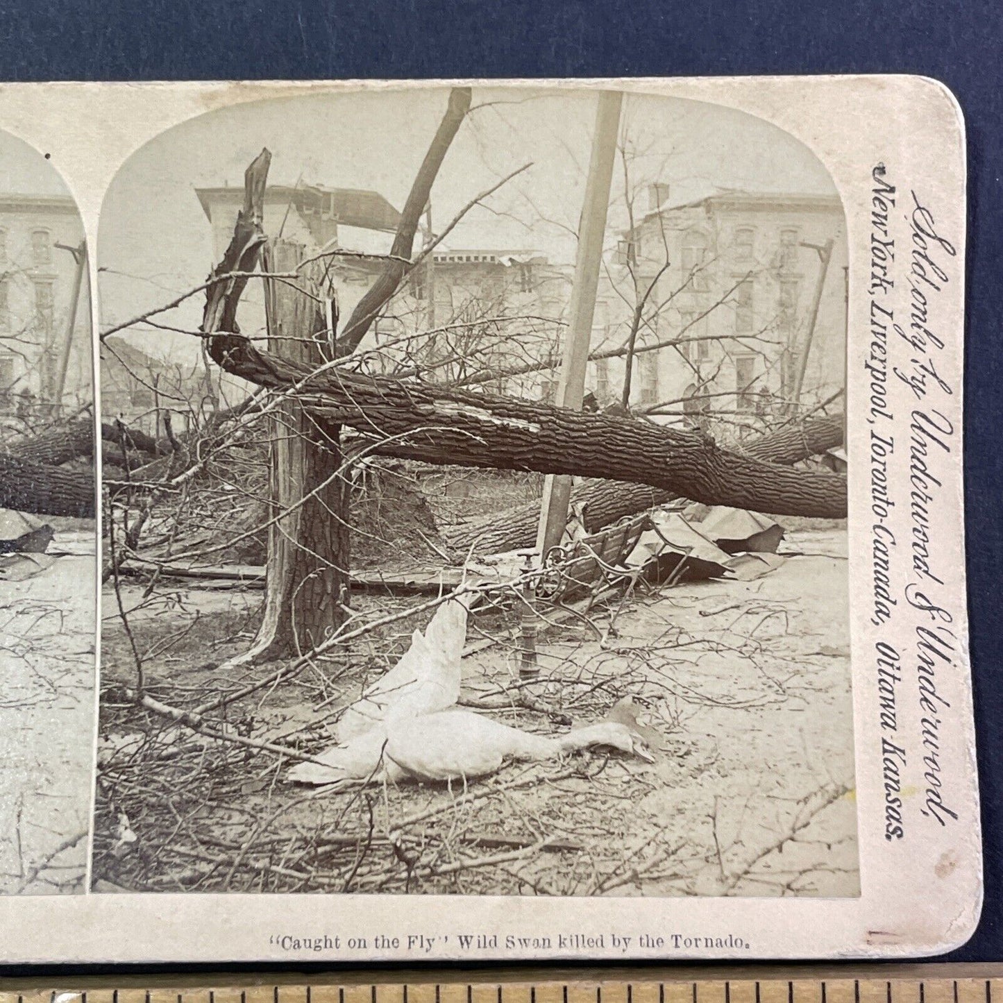 Louisville Tornado Disaster Damage Stereoview Kentucky Antique c1893 X2581