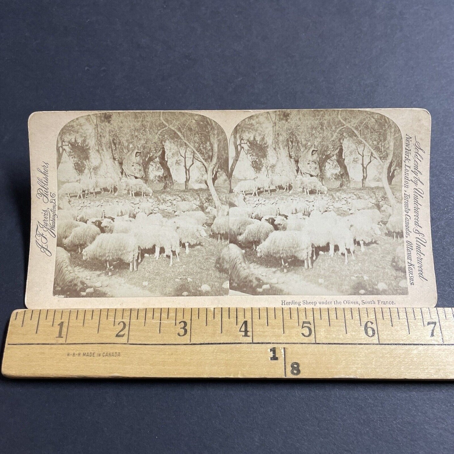 Antique 1890s Sheep Eating Olives South Of France Stereoview Photo Card P5080