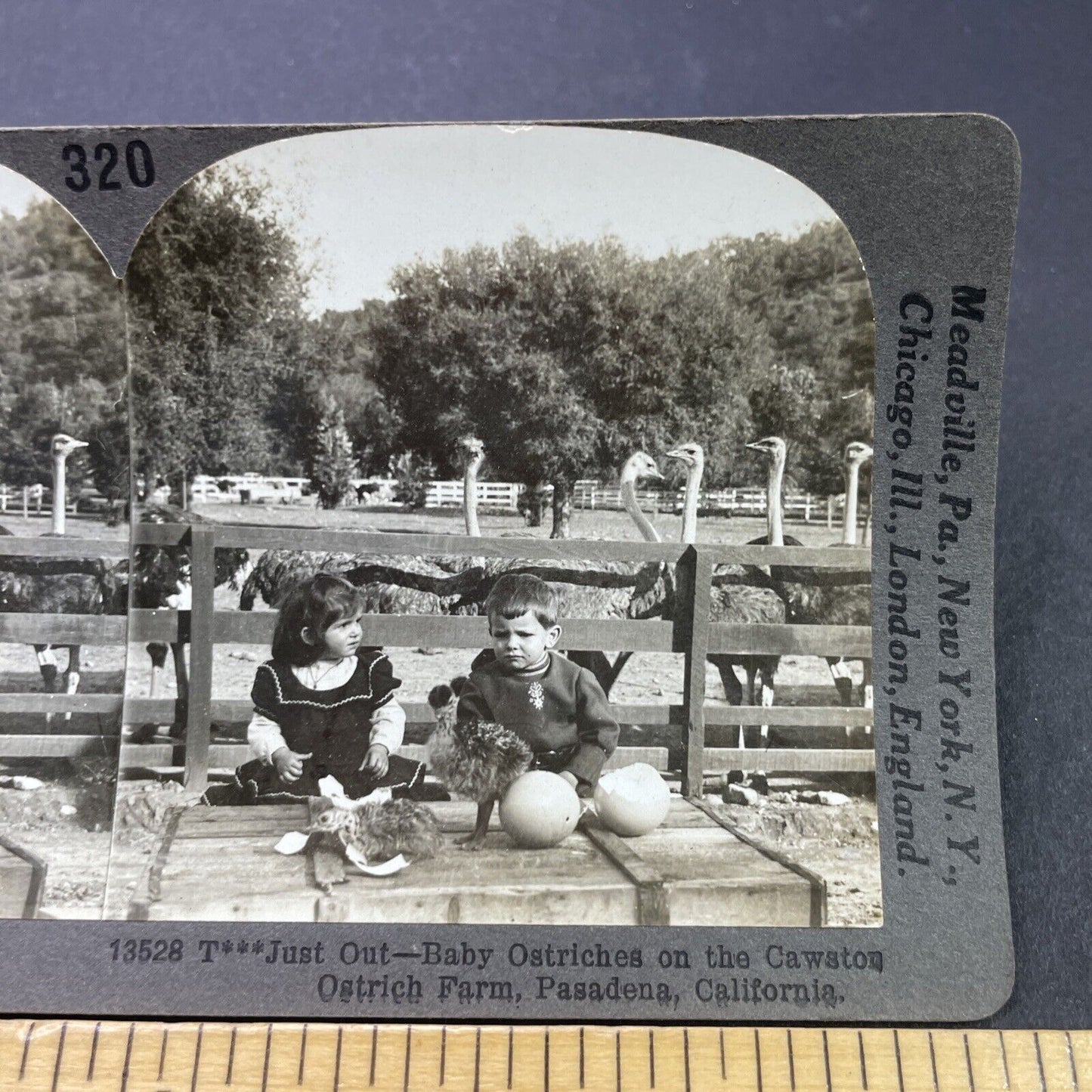 Antique 1910s Pasadena Ostrich Farm California Stereoview Photo Card P3144