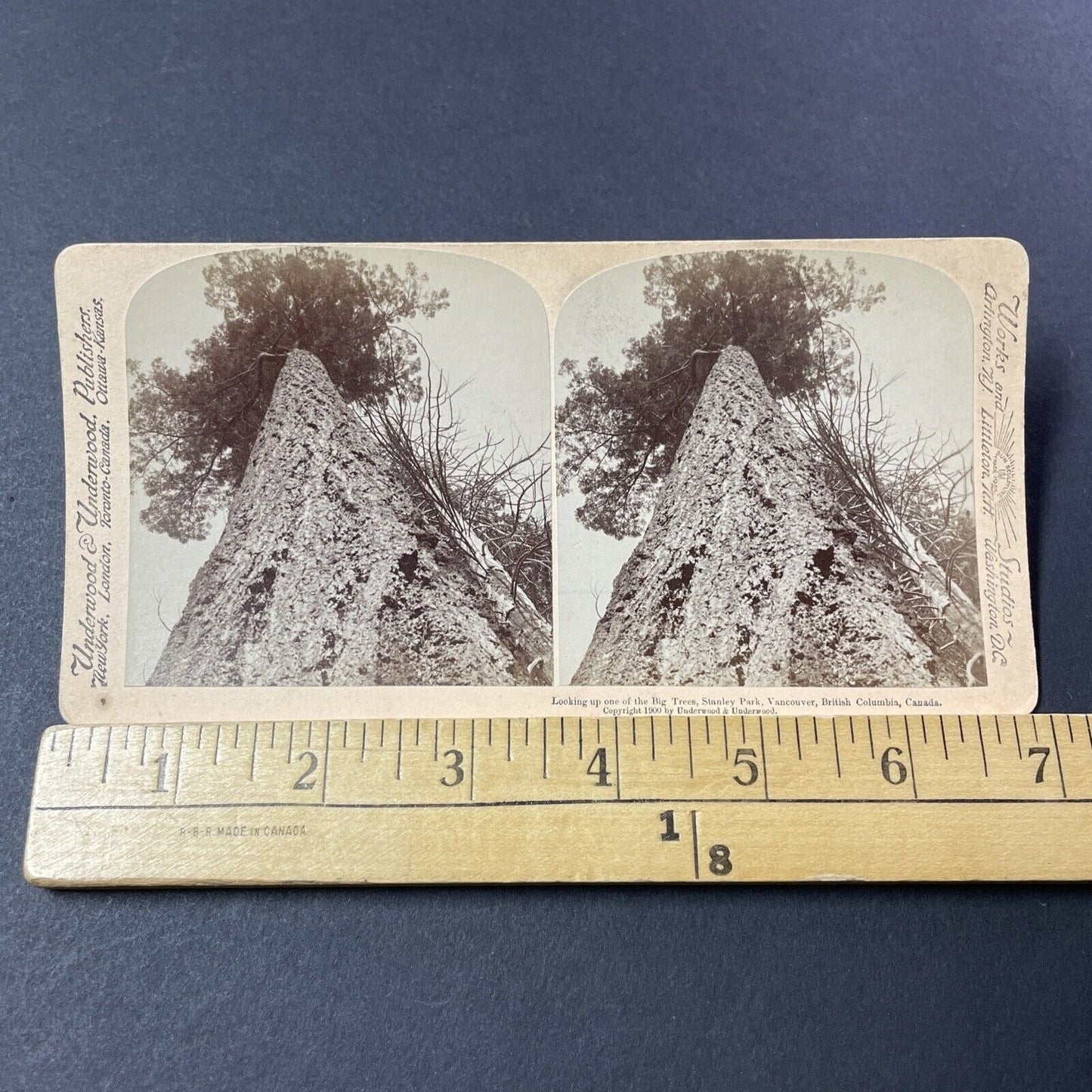 Antique 1900 Giant Pine Tree Stanley Park BC Canada Stereoview Photo Card V3208