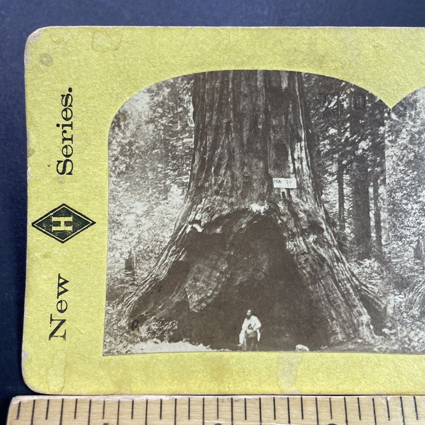 Antique 1870s Logger And Massive Redwood Tree CA Stereoview Photo Card P3574