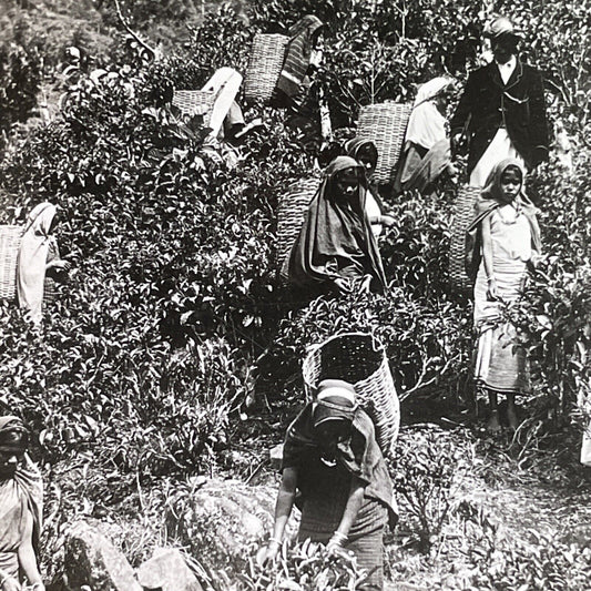 Antique 1909 Tea Farming In Sri Lanka Stereoview Photo Card P1755