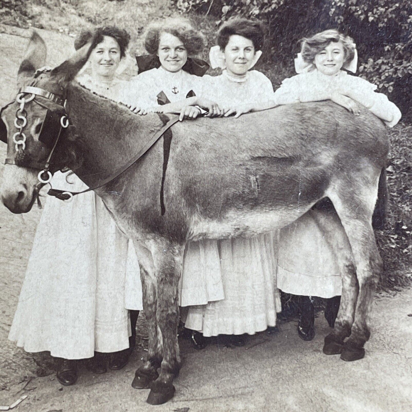 Antique 1907 Four Beauties And A Donkey Stereoview Photo Card PC793