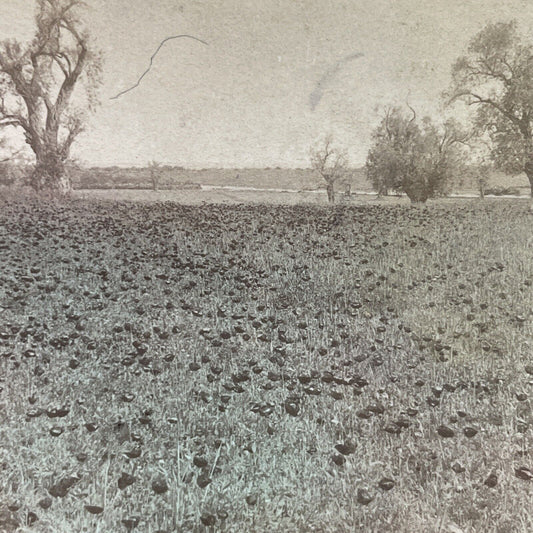 Antique 1900 Plain Of Sharon Rose Of Sharon Israel Stereoview Photo Card P3923