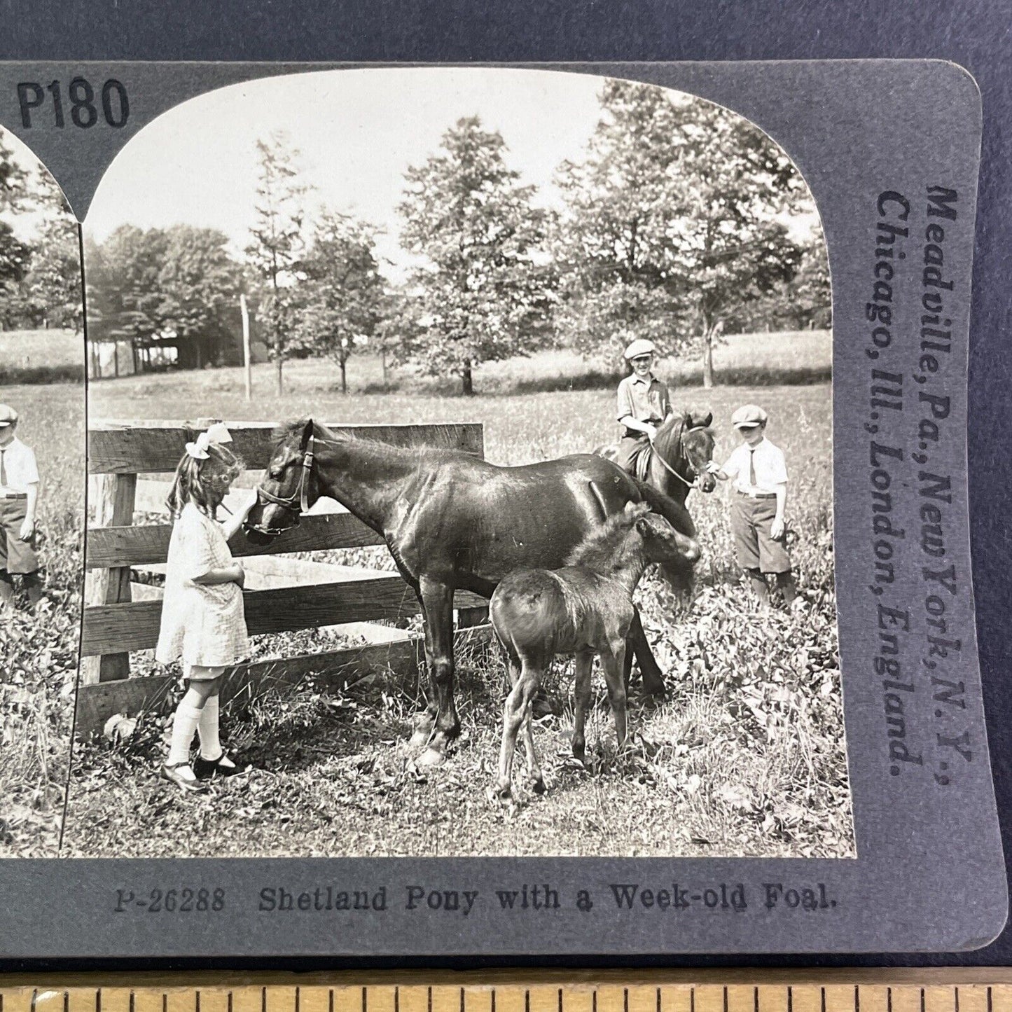 Shetland Pony with a Foal Horse Stereoview Scarce Late View Antique c1935 Y1355