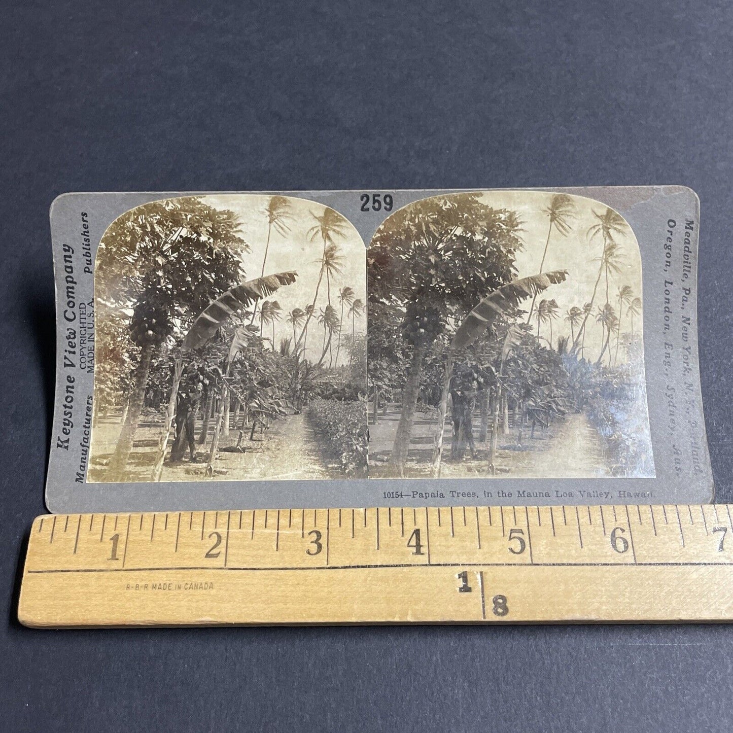 Antique 1910 Papaya Trees Mauna Loa Hawaii Stereoview Photo Card P4823