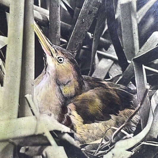 Antique 1908 Least Bittern Hiding In Nest Stereoview Photo Card PC785