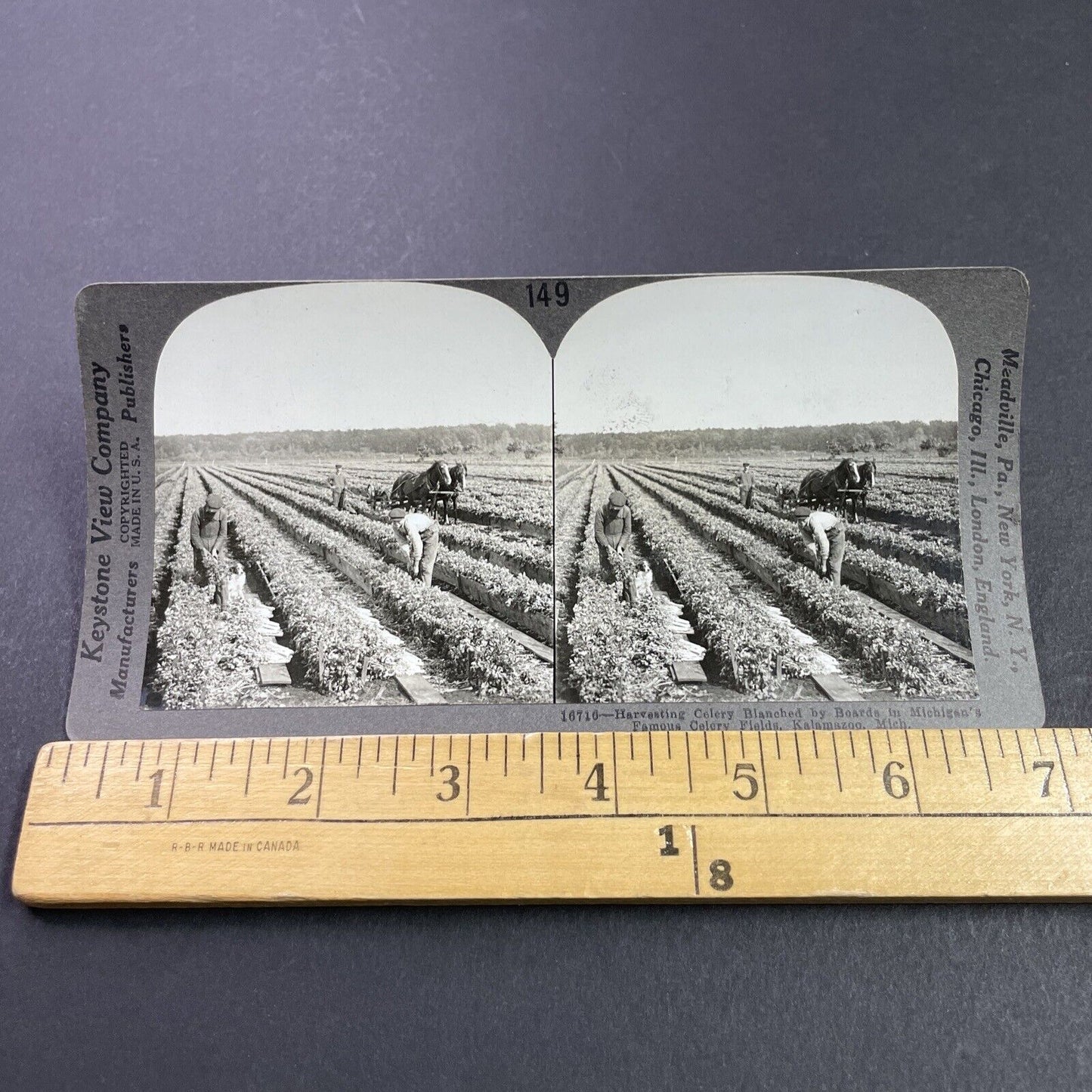 Antique 1920s Celery Farm Field Kalamazoo Michigan Stereoview Photo Card P3707