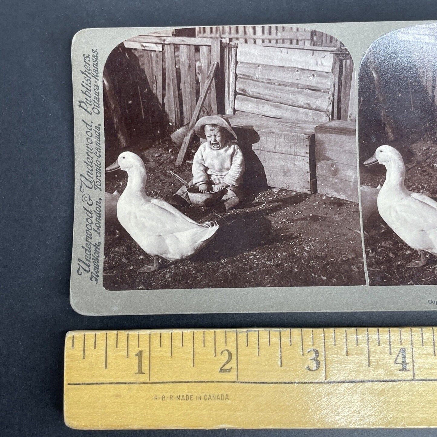 Antique 1907 Goose Frightens Boy Crying Stereoview Photo Card PC779