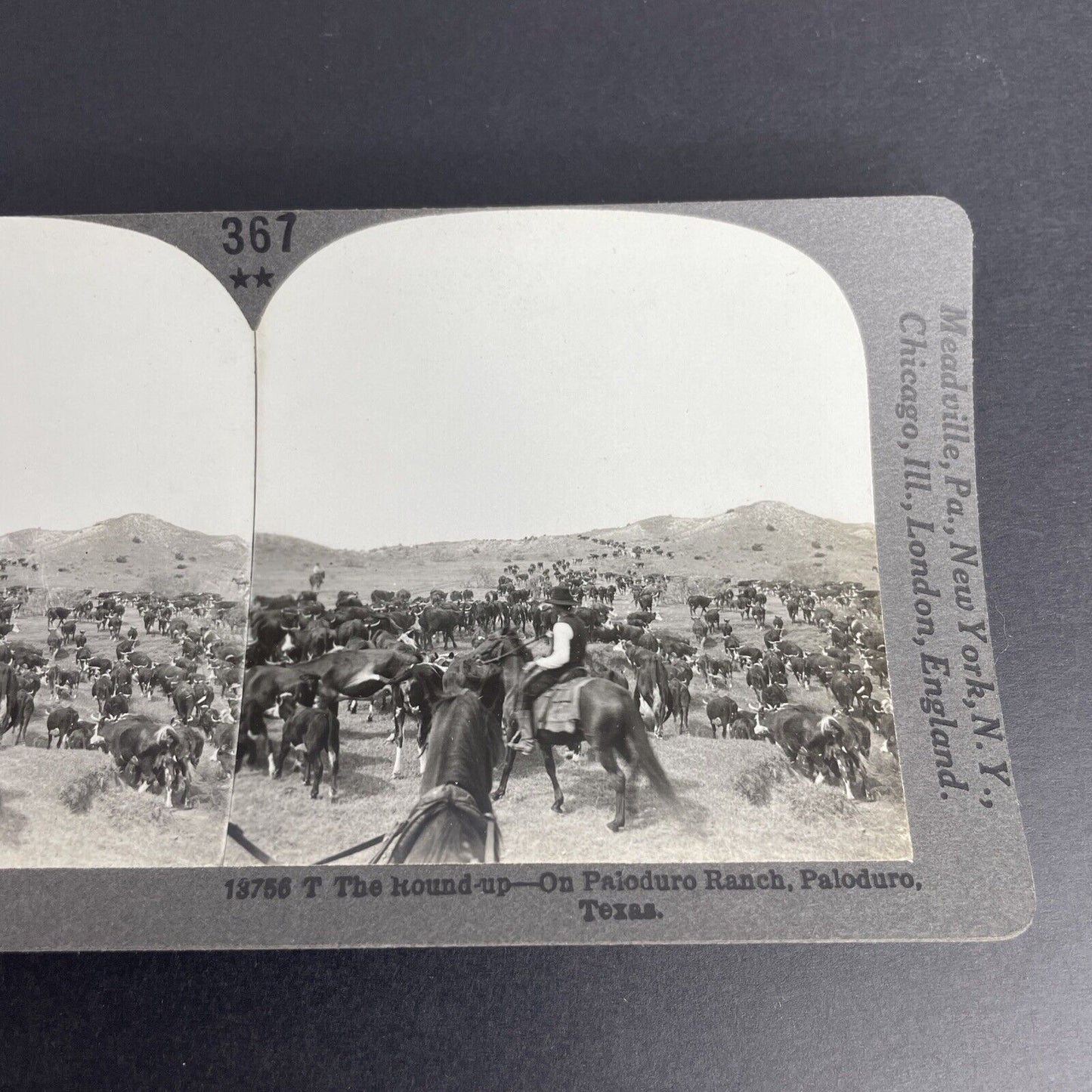 Antique 1905 Cowboys & Cattle Paloduro Texas Stereoview Photo Card PC770