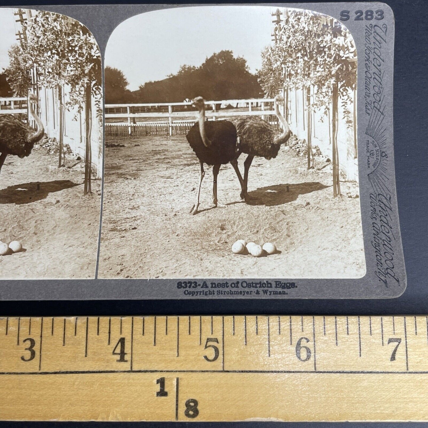 Antique 1908 Ostrich Nest & Eggs California Stereoview Photo Card PC776