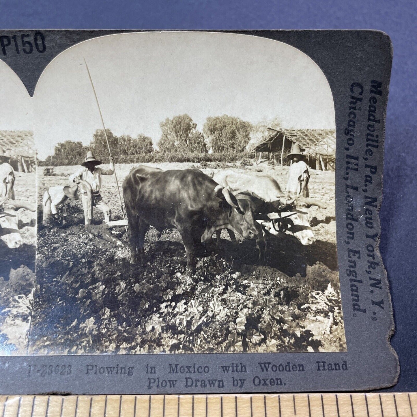 Antique 1909 Oxen Plowing Fields In Mexico Stereoview Photo Card V3308