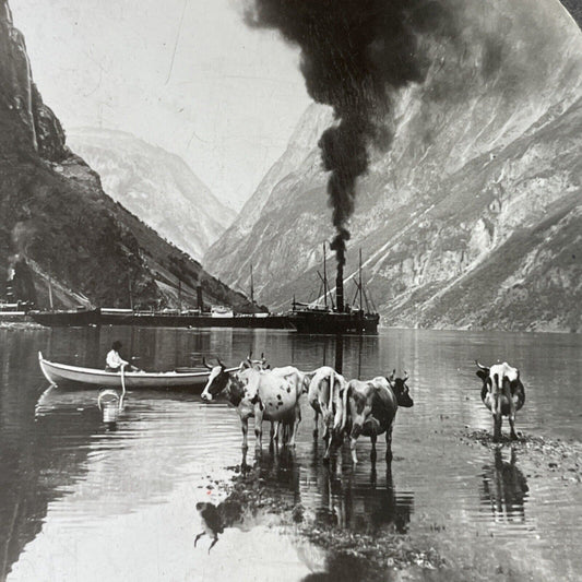 Antique 1910s Cattle Farm Undredal Norway Stereoview Photo Card P3760